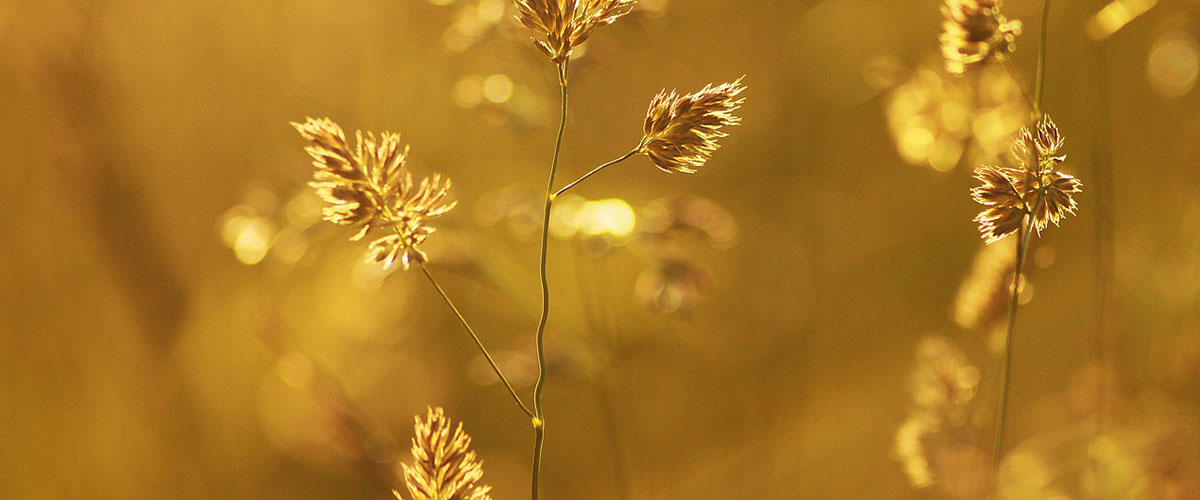 Wheat plant in sunshine picture